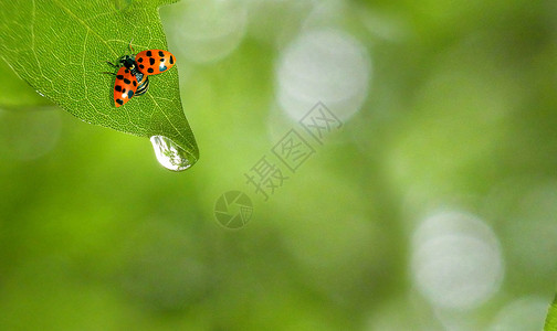 雨珠素材绿叶上的瓢虫和水珠设计图片