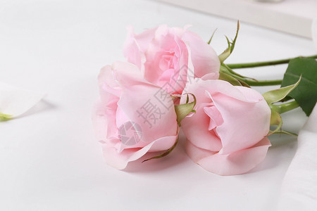 粉色玫瑰近拍柠檬片高清图片