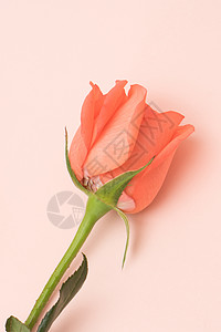 浪漫温馨粉色玫瑰图片
