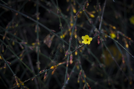 黄色迎春花迎春花背景