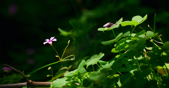 动物与植物叶子上的蜗牛设计图片