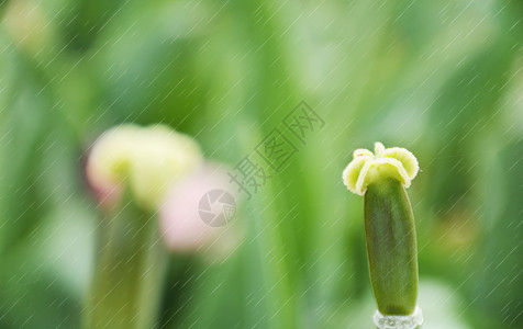 小雨节气春天雨水设计图片