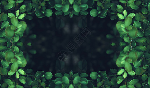 形象框绿色植物背景背景