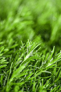 翠绿背景素材春天滴水的绿色植物背景