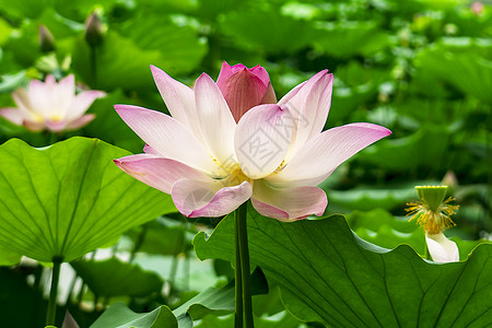 夏日荷花图片