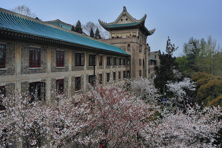 三月赏樱花俯瞰武汉大学樱花大道背景