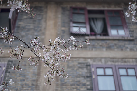 武汉大学樱花高清图片