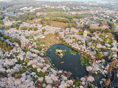 三主要花俯瞰武汉东湖樱园背景