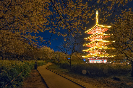 让世界看见湖北武汉东湖樱园夜樱背景