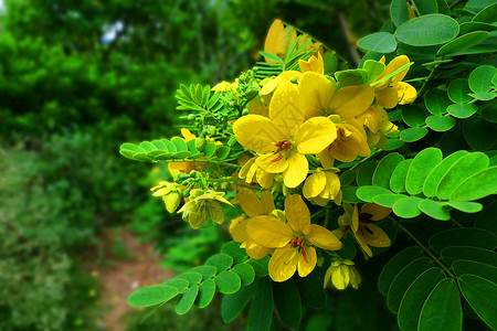 洋槐花黄槐花背景