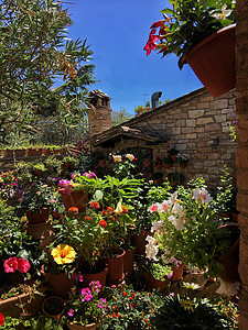 开满鲜花的庭院高清图片