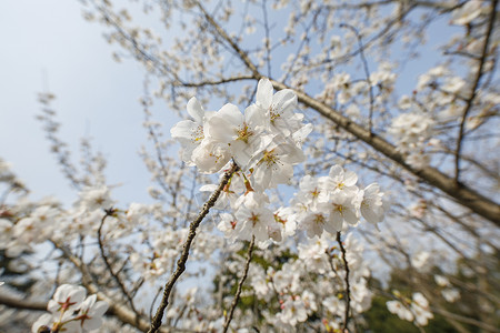 樱花盛开图片