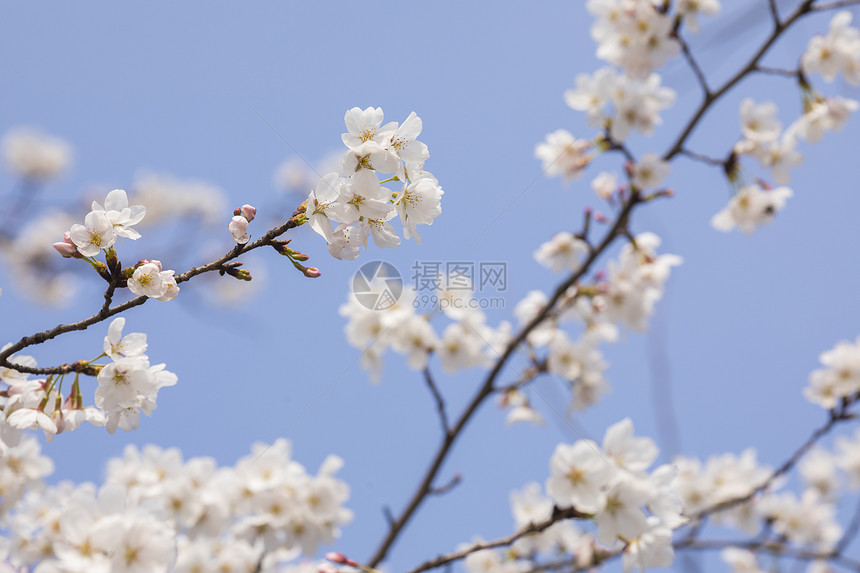 樱花盛开图片