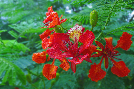 鲜花丛中雨中的凤凰花背景