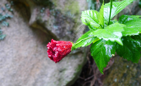 绿草红花雨中扶桑花背景