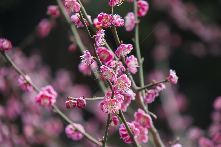 梅花图片