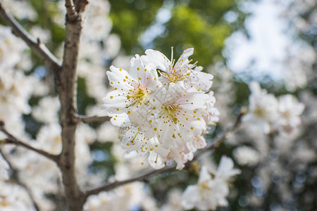 春天盛开的樱花背景图片
