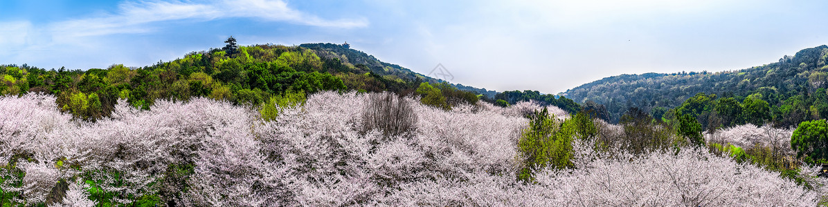 矢量粉色云彩云瀑般的的樱花林背景