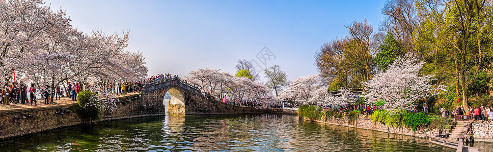 江苏鼋头渚浪漫的长春桥樱花林背景