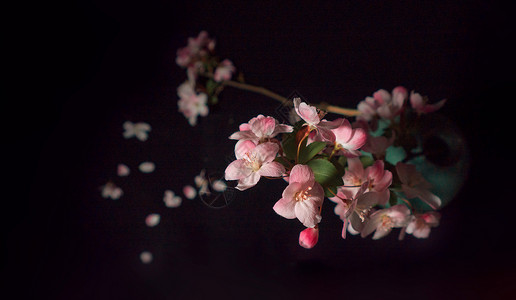 樱花静物盛开落英高清图片