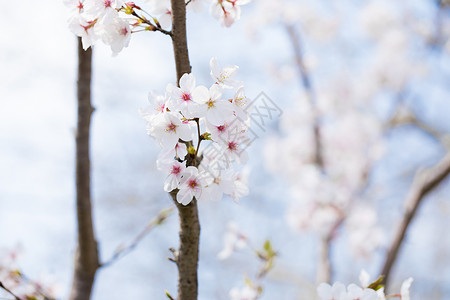 简约樱花图片