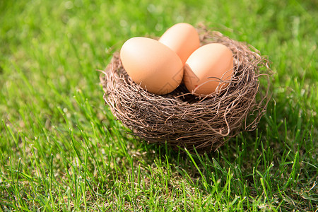 草地模型素材草地上的鸡蛋背景