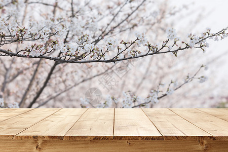 梨花树春天木板背景设计图片