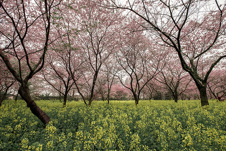 粉色楼塔模型樱花树背景