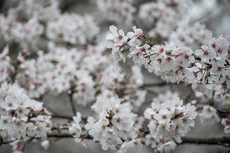 樱花背景图片