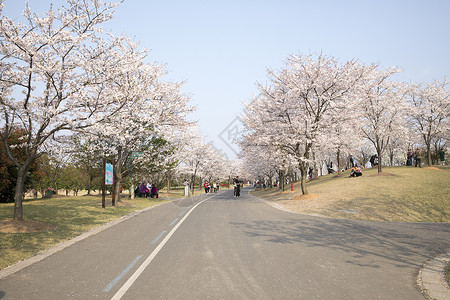 樱花大道背景图片
