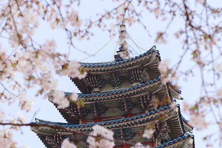 青龙寺樱花樱花的味道背景