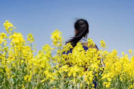 黄色花丛乡村田园油菜花中女孩背影背景