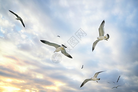 大海海鸥背景图片