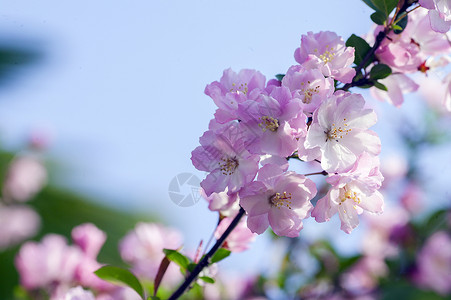 垂丝海棠花垂丝海棠高清图片