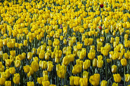 荷兰国花郁金香背景图片