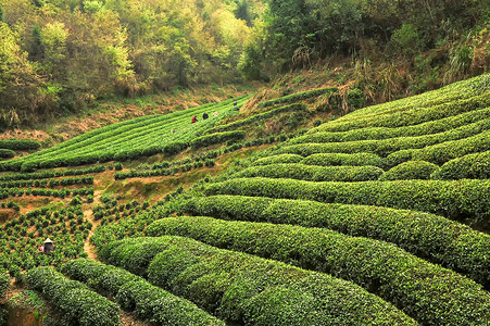 春季新茶茶园春色背景