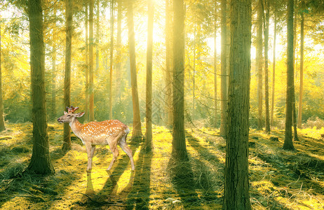阳光下的树树林中漫步的麋鹿设计图片