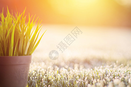 植物逆光春天设计图片