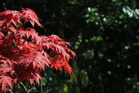 日本红枫背景图片