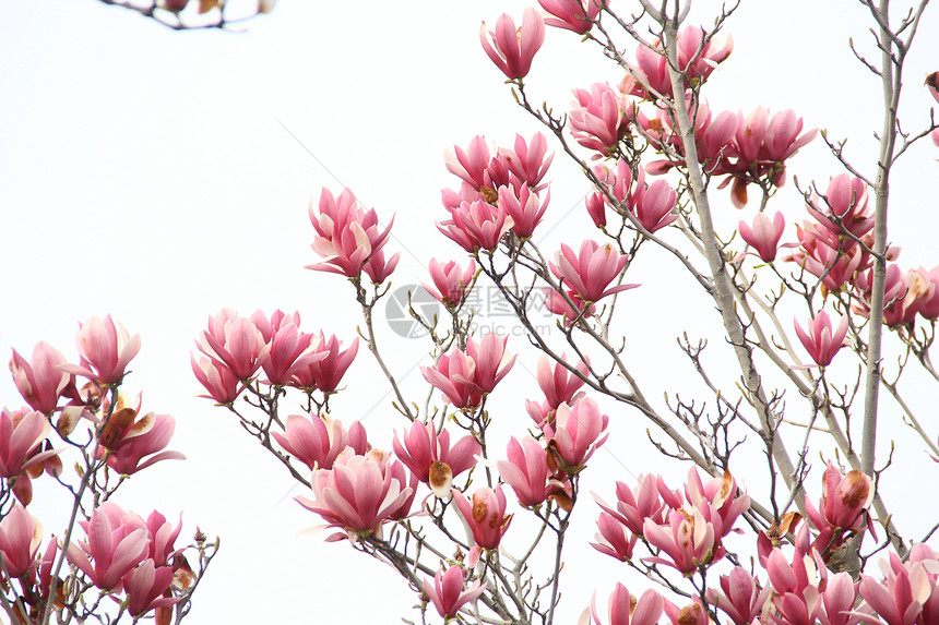 春天里的粉色玉兰花图片
