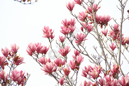 春季的花枝春天里的粉色玉兰花背景