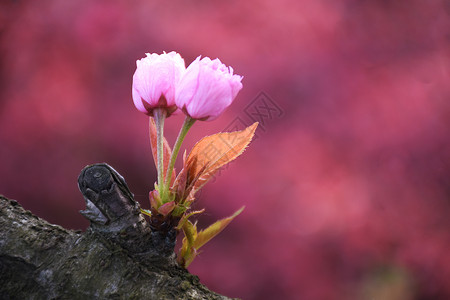 樱花图片