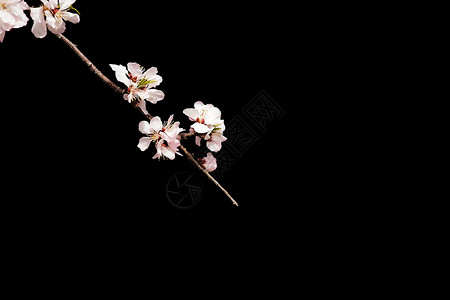 春季典雅纯色背景桃花特写背景图片