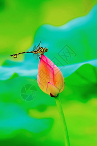 夏天荷花蜻蜓图片