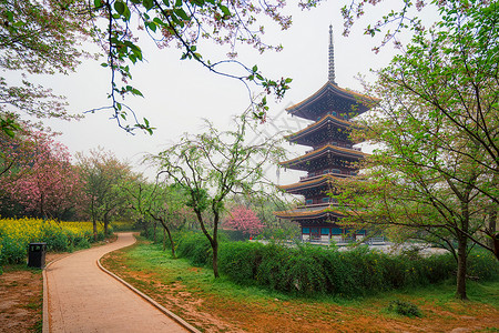 水彩风樱花背景武汉东湖樱园日式塔背景