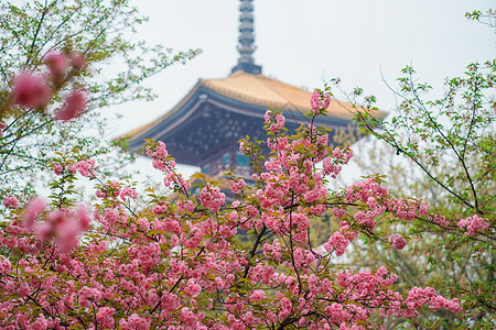 日本风格寺庙武汉东湖晚樱背景