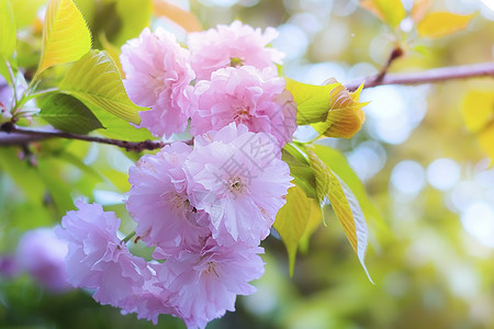 花团锦簇的樱花背景图片