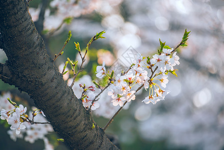 植物春暖花开樱花背景