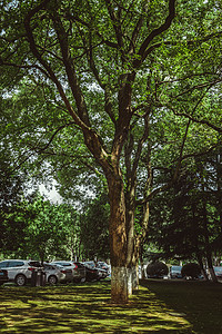 生态停车场参天大树背景
