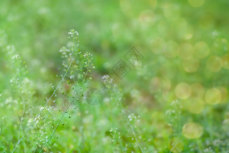 青草免费素材春天的花草背景